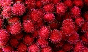 Rambutan Manis