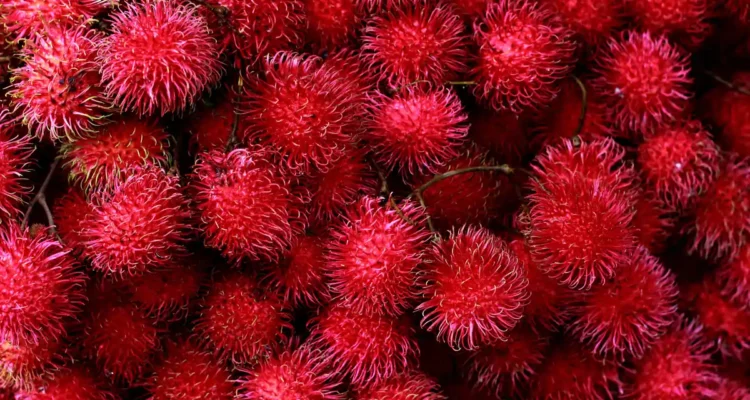 Rambutan Manis