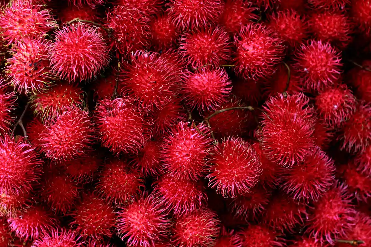 Rambutan Manis